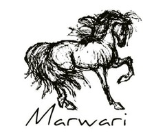 Marwari horses