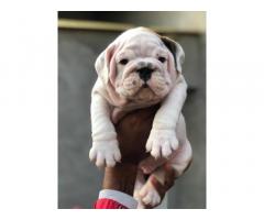 Dogs & puppies for sale in Ahmedabad