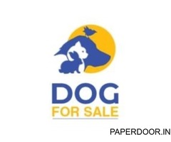 Thedogsale  | Dog For Sale in Bangalore