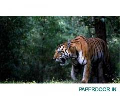 Bandhavgarh tiger reserve booking