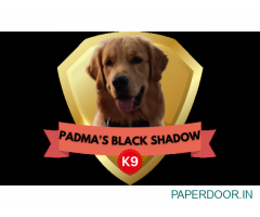 Padma's Black shadowk9